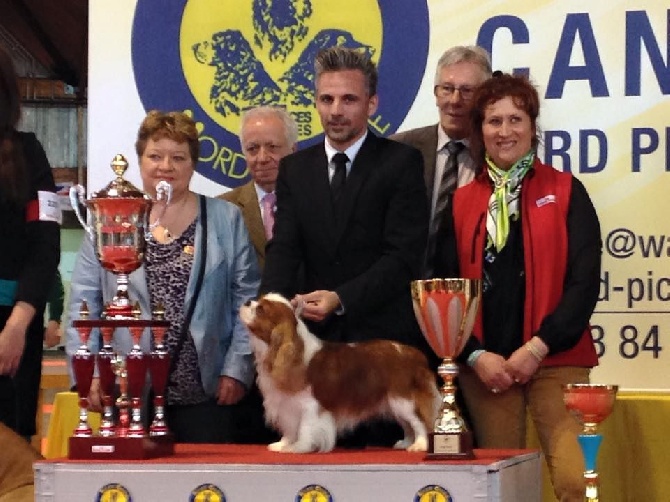 de Bettignies - BEST IN SHOW AMIENS 2015