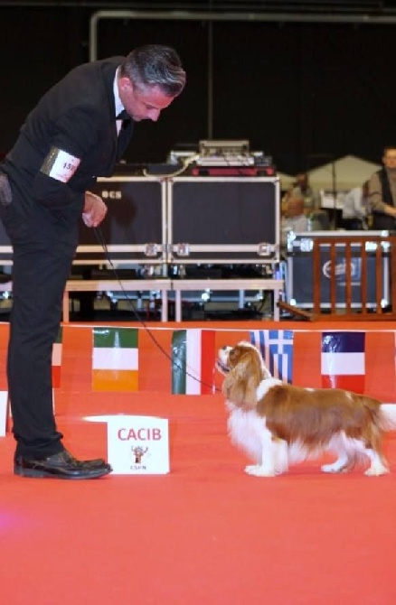 de Bettignies - Sherlock Champion International