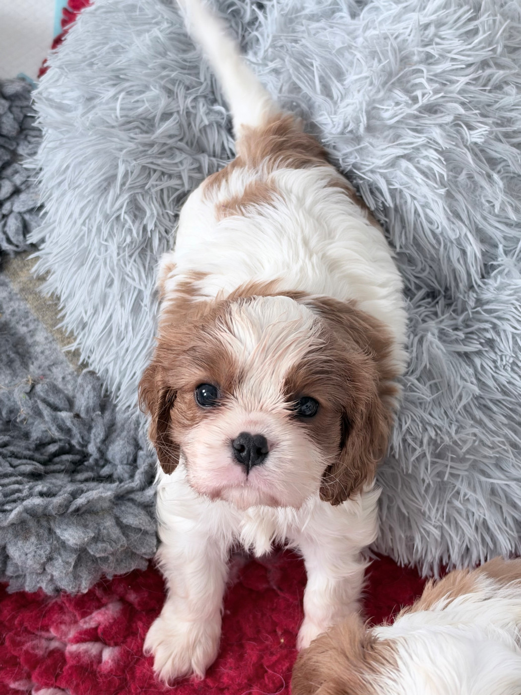 chiot